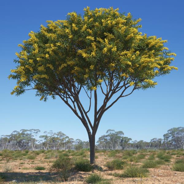 درخت پیگنانتا
